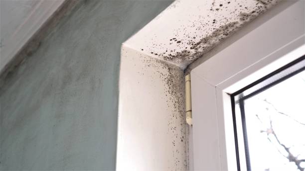Certified Mold Removal in Sweetwater, TX