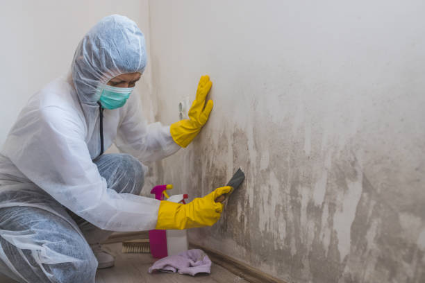 Best Attic Mold Removal  in Sweetwater, TX