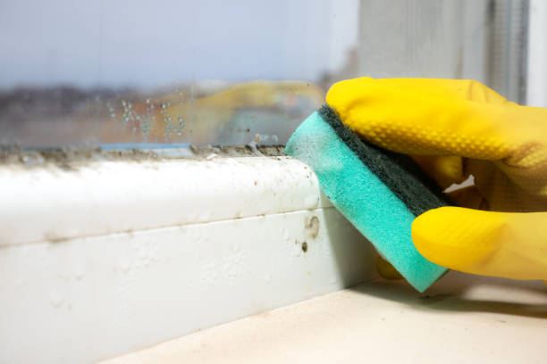 Best Crawl Space Mold Removal  in Sweetwater, TX