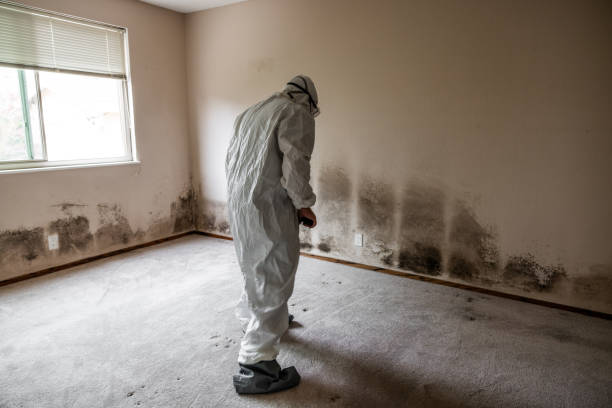 Best Same-Day Mold Removal  in Sweetwater, TX