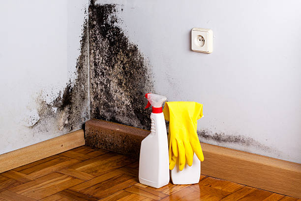 Professional Mold Removal in Sweetwater, TX